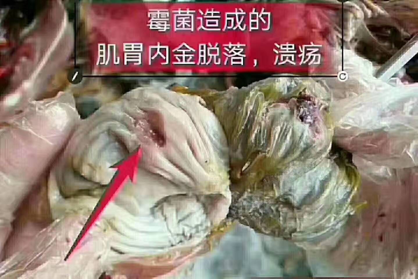 家禽霉菌毒素中毒怎么治疗,霉菌毒素对家禽养殖的危害