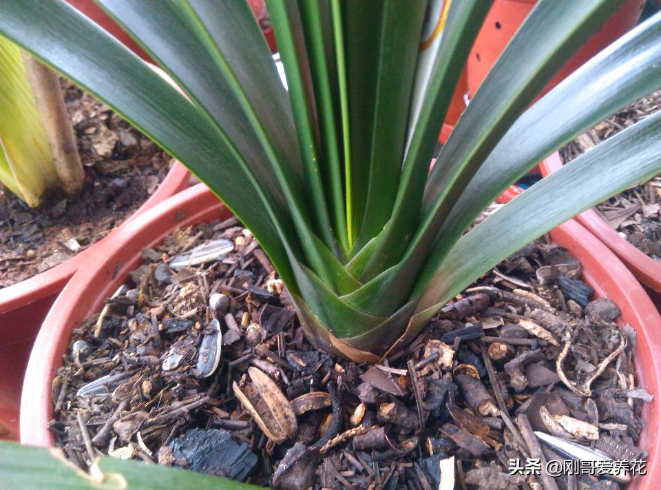 君子兰到底几天能浇一次水最好,君子兰一般多少天浇一次水