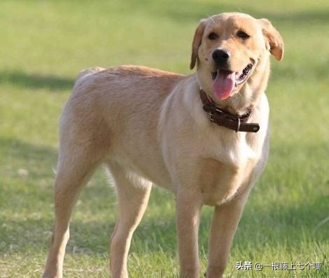 狗狗欺负汪星人的表现,狗狗总是凶主人对主人叫