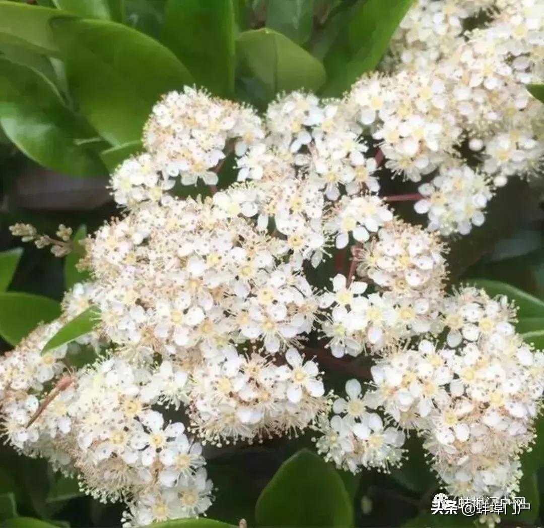 蚌埠各小区这种散发着精液味道的花你知道名字嘛