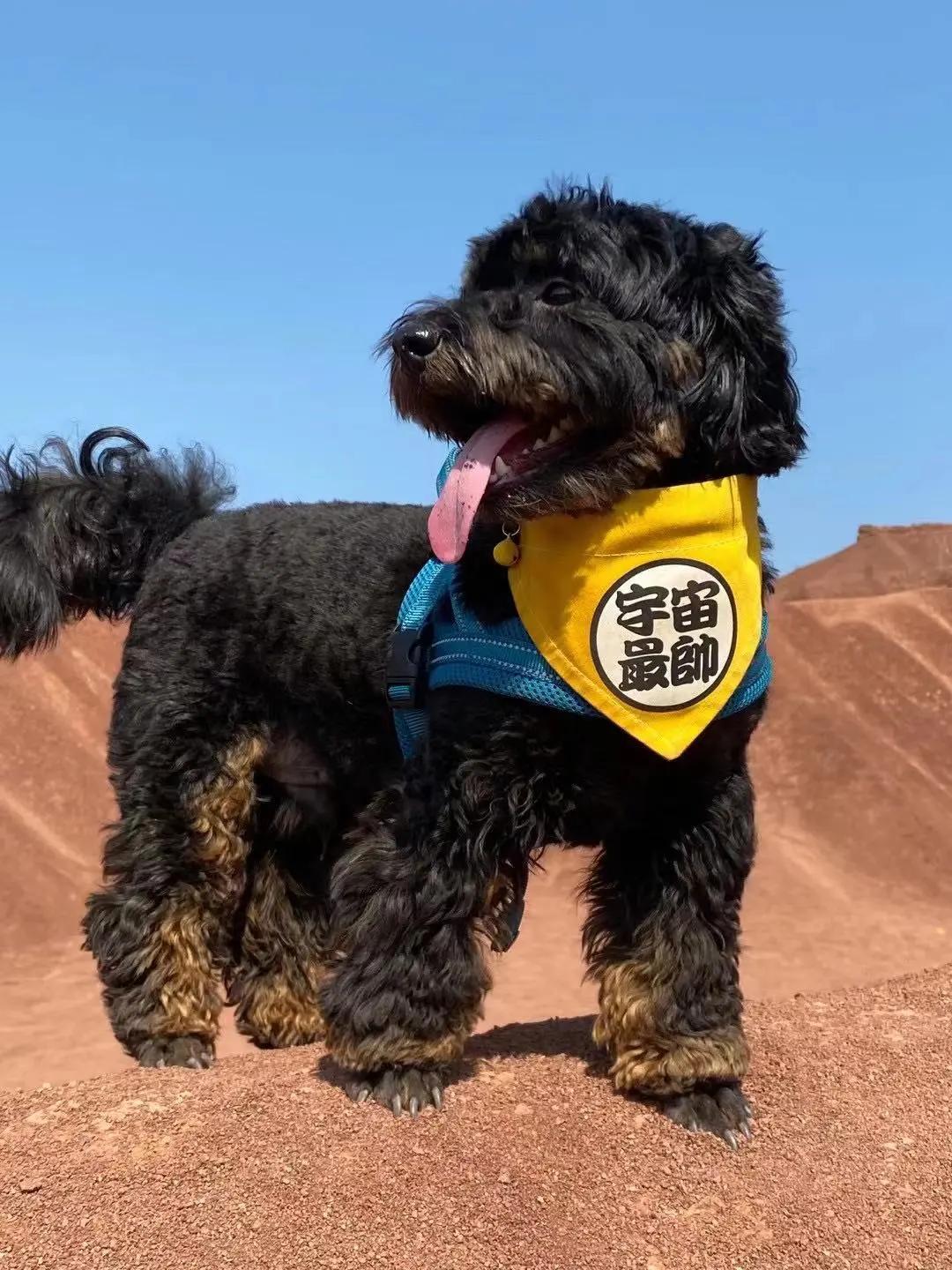 男生猛犬穿女装,男生细狗穿女装