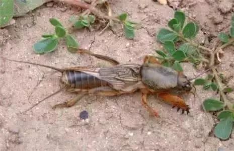 玉米苗期病虫害的防治,玉米苗期病虫害图片