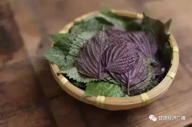 李时珍养生法四性五味药食同源,李时珍养生理念