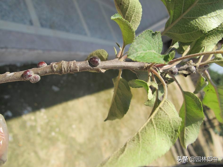 树患有蚧壳虫是什么样的,树长了蚧壳虫怎么治