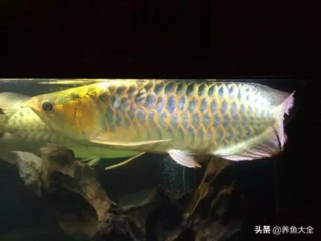 马来西亚买海鲜,怎么样直接从马来西亚购买龙鱼