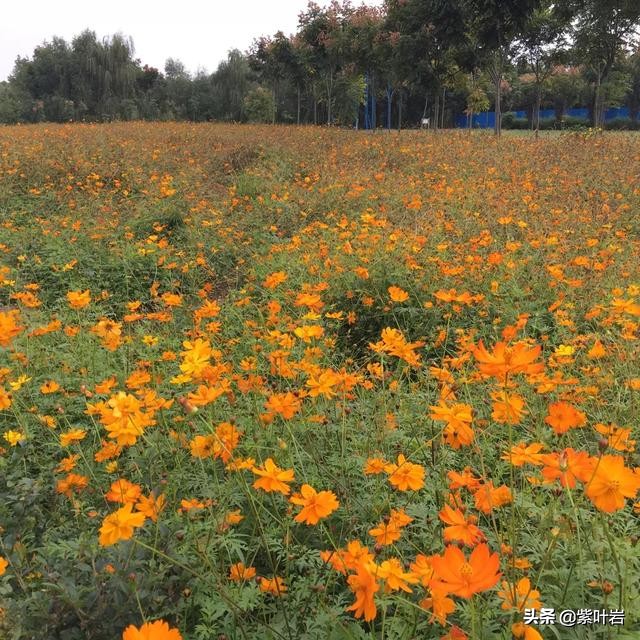 襄阳薰衣草庄园,襄阳薰衣草庄园在哪里呀