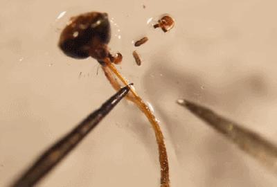 蚊子能传播一大堆疾病，为什么不能传染艾滋病？