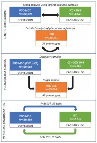 *麻大**使用，抑郁症和自我伤害中表型和遗传学之间的关系