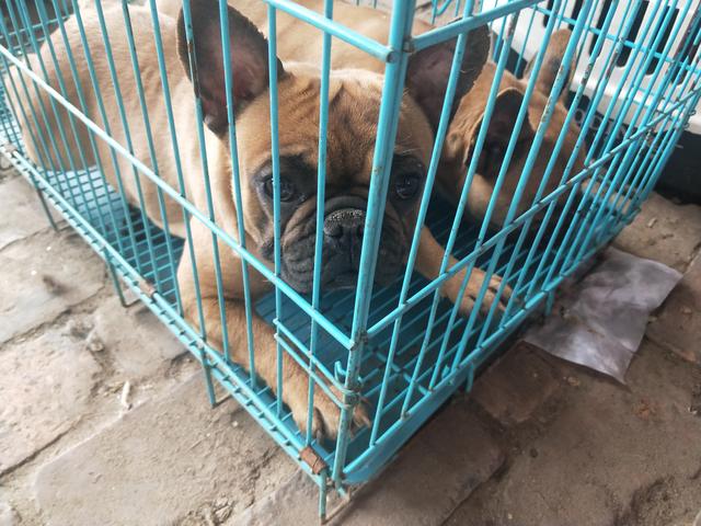 开封杨丰宠物市场最新价格信息,开封杨丰宠物市场现在开着吗