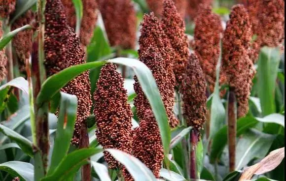 从6个方面分析一瓶酱香酒的成本,一瓶酒酱香酒包装成本