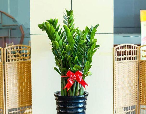 冬天金钱树叶子烧焦似的怎么回事,金钱树发芽不长叶子怎么办