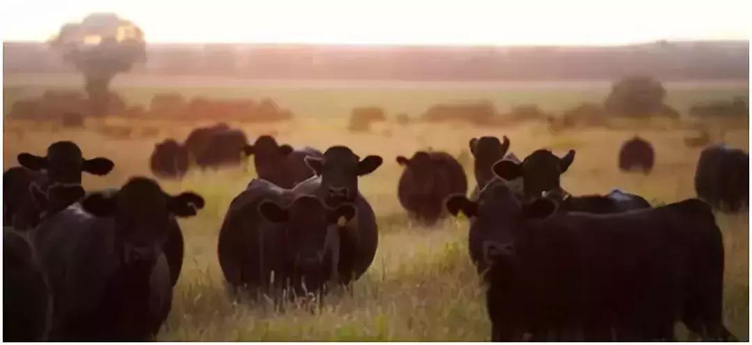 日本“国宝级精液”差点进入中国,吓坏了日本人