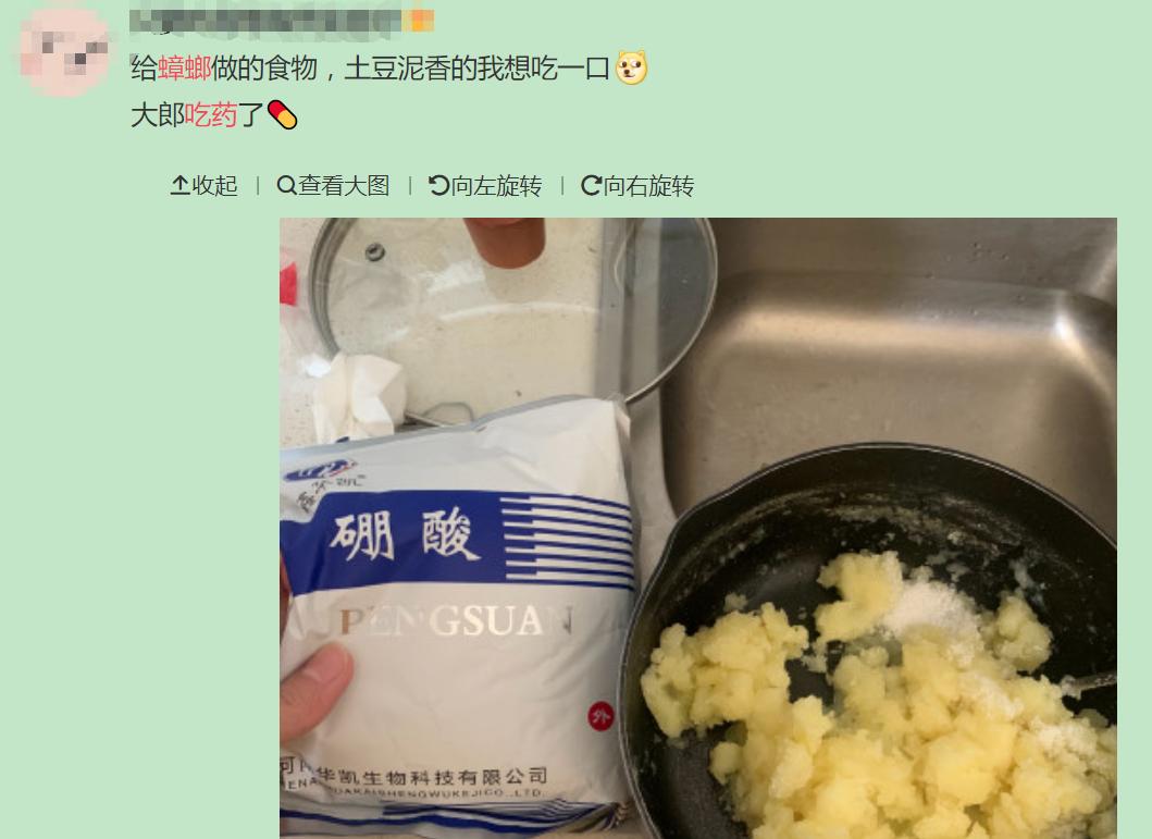 南方蟑螂和北方蟑螂对比恶搞,南方大蟑螂吓哭北方人