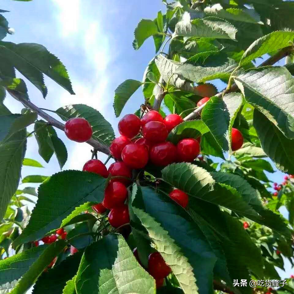 车厘子与大樱桃的区别,爱吃樱桃车厘子