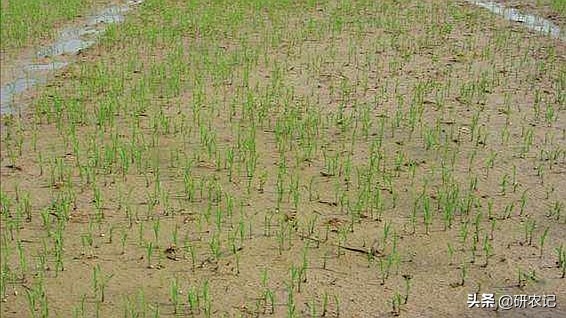 唑嘧磺草胺除草剂优点与缺点,恶唑酰草胺除草剂多长时间有效果