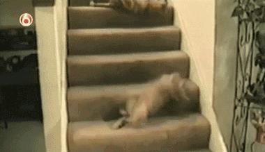 猫咪走失最有效的方法,猫咪走丢1周怎么寻回