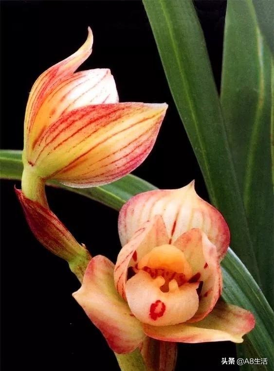 春兰姜氏荷兰名品欣赏,姜氏荷兰花春兰