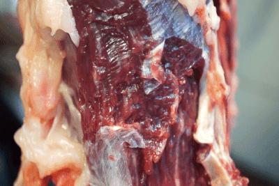 潮汕正宗牛肉丸百年祖传手法,潮汕牛肉丸一斤28