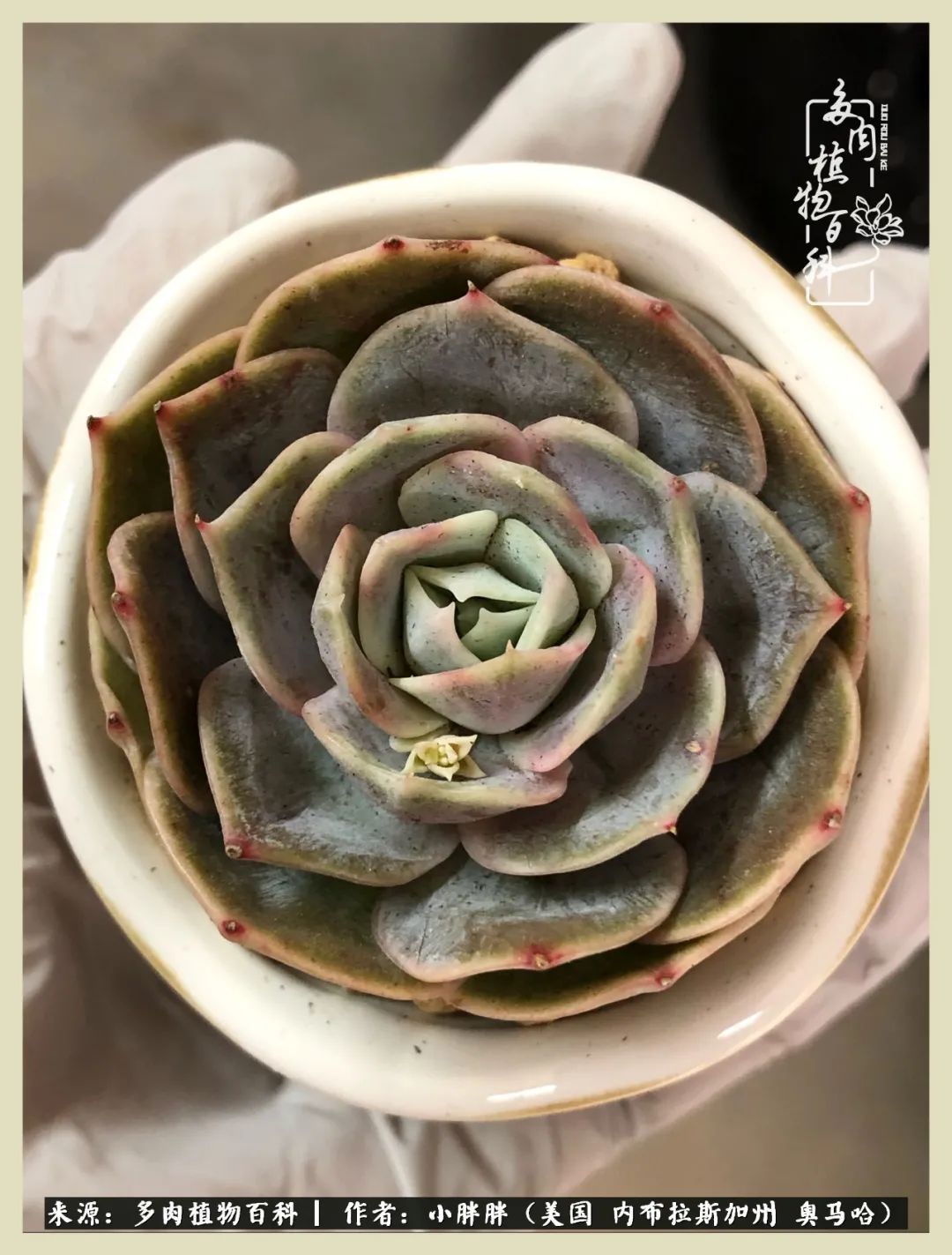 多肉小白入坑攻略,多肉小白2个月成功入坑