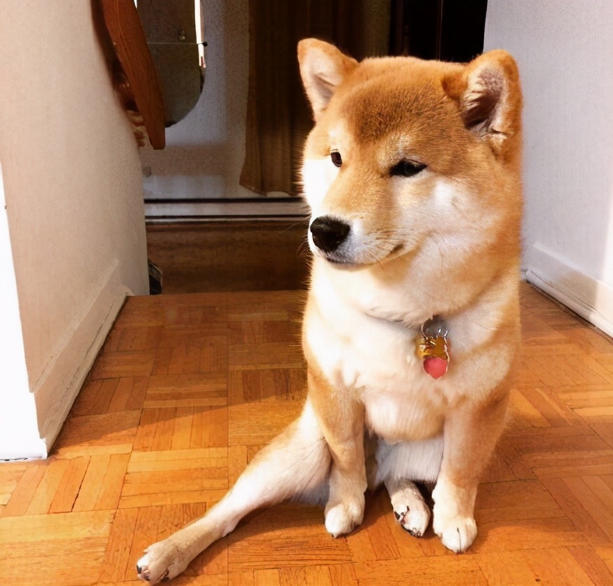 一般在哪里能买到正品的柴犬,大家都是在哪里买的柴犬