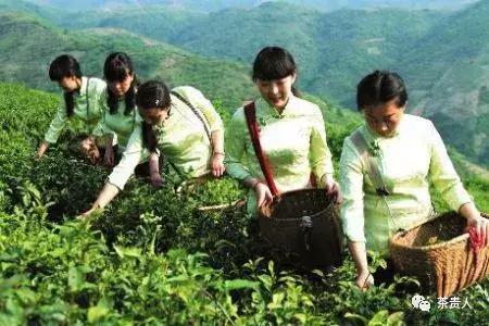 茶眼看陕西最新视频,茶眼看陕西