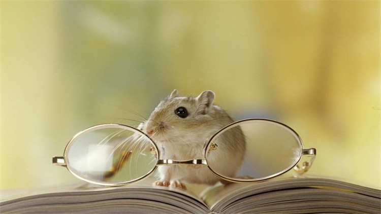 仓鼠伪冬眠用吹风机吹结果没有用,仓鼠伪冬眠醒了以后怎么办