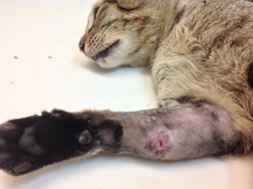 猫咪腿断了自愈后怎么做康复锻炼,猫咪生病不严重可以自愈吗