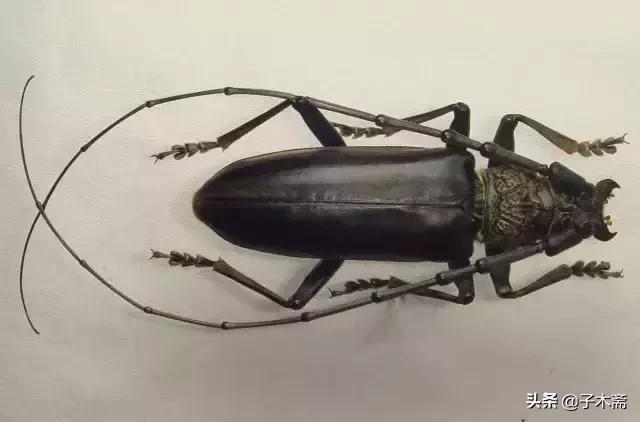 柑橘大实蝇和柑橘小实蝇常规虫害,柑橘虫害高清图谱及防治方法