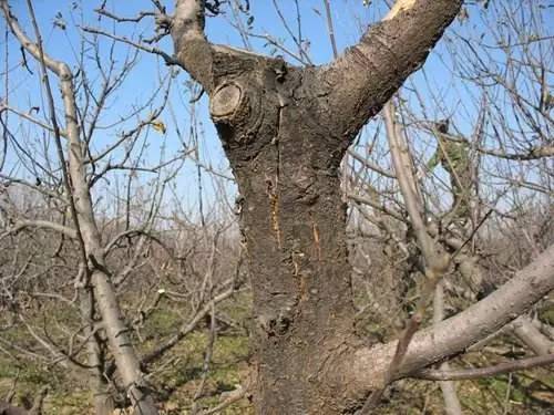果树花少果少怎么办,果树开花少怎么防治