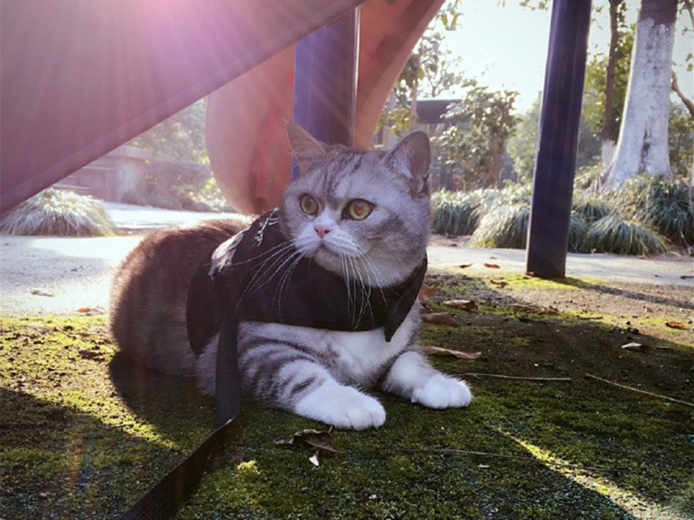 辟谣宠物猫,辟谣猫毛吸入肺里