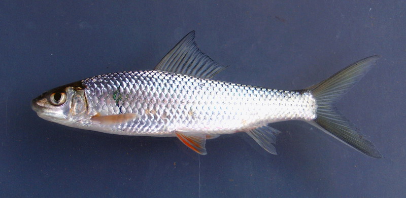 麦鲮侵入南方水系，30年成“珠江一哥”，真比罗非鱼还难缠？