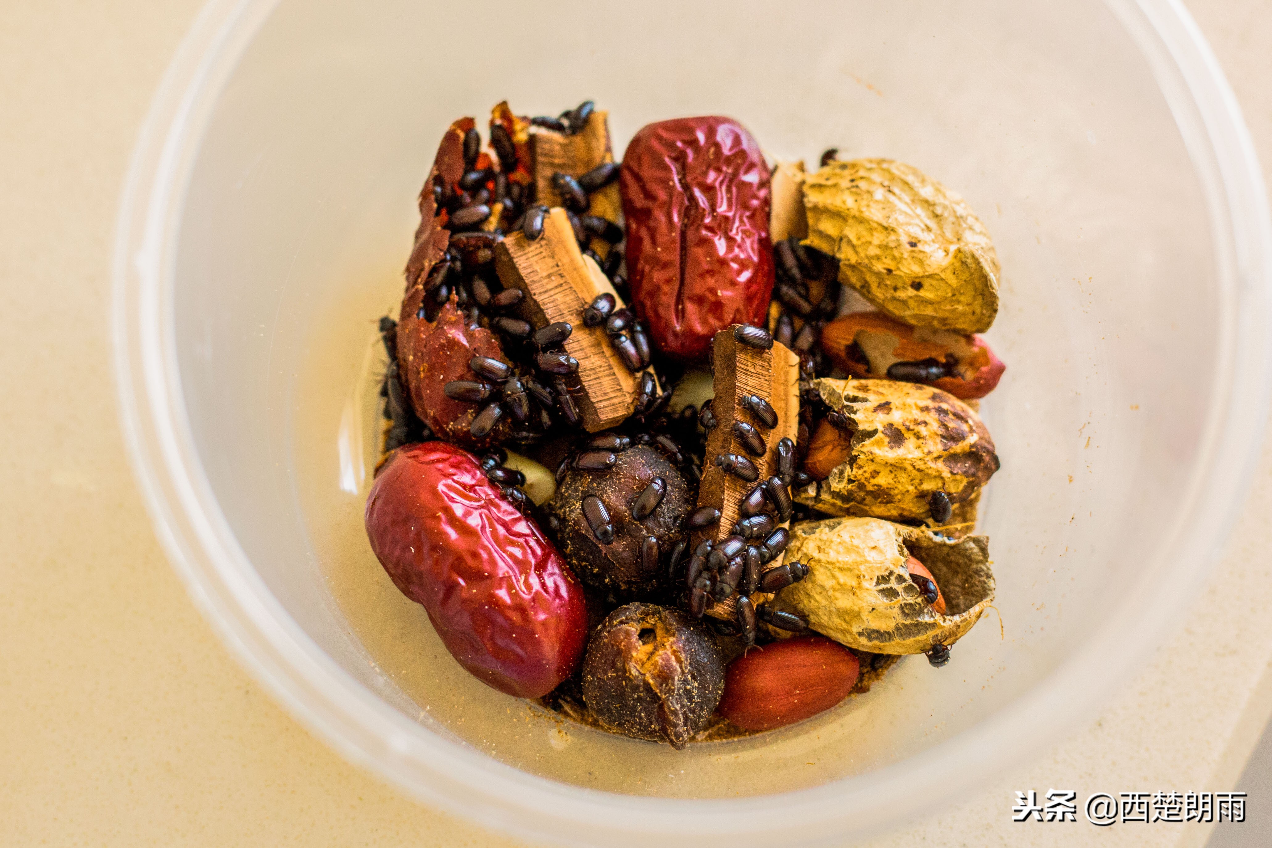 老人双手磨破捉虫想“救”血癌孙被儿子泪拒,跪求老天放过孩子