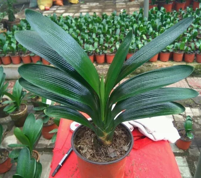 绿萝与铜钱草四季养护,怎么让铜钱草长得和绿萝一样