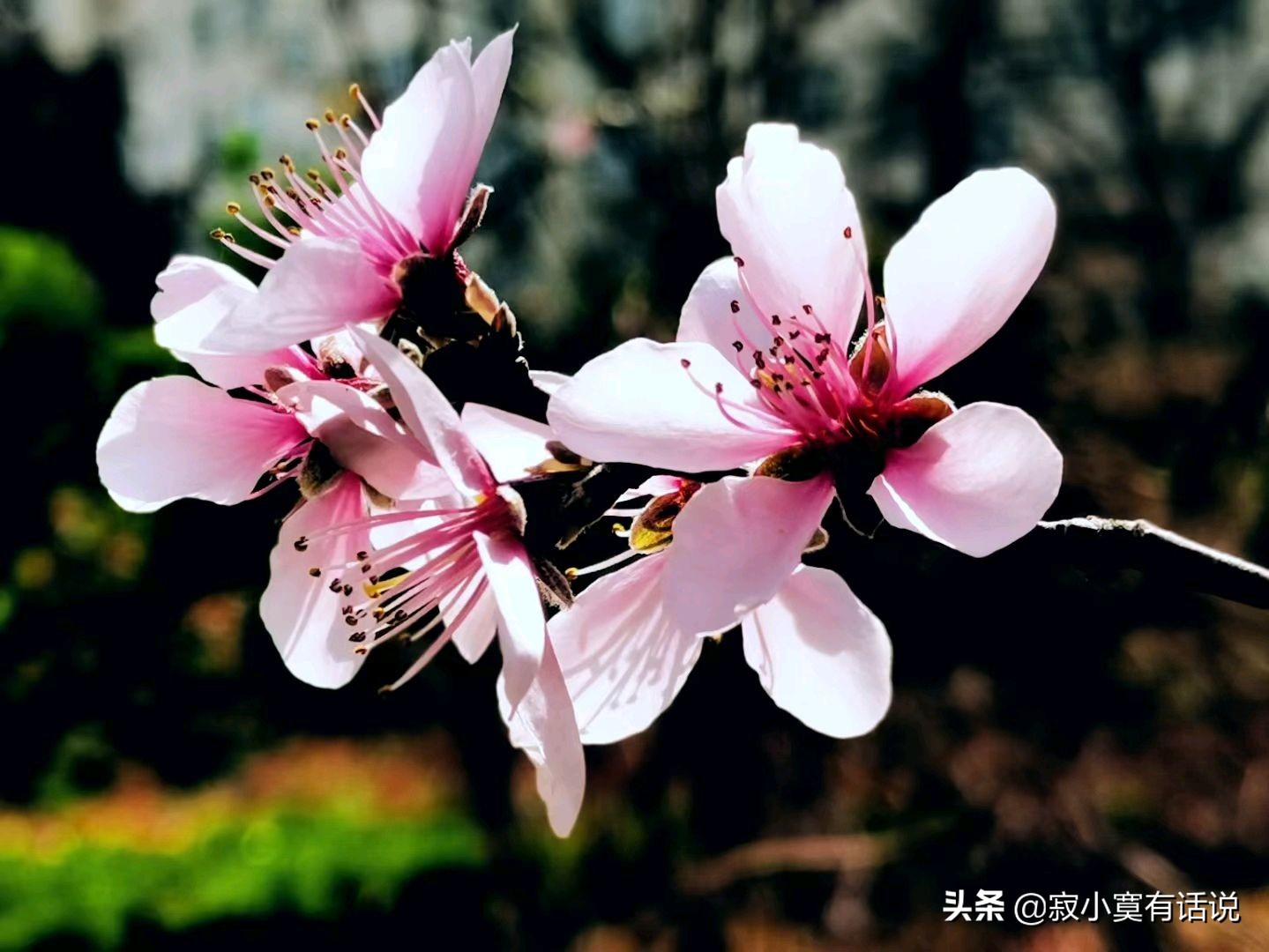 人间最美四月天春暖花开桃红柳绿,四月在春风里看一场浪漫樱花