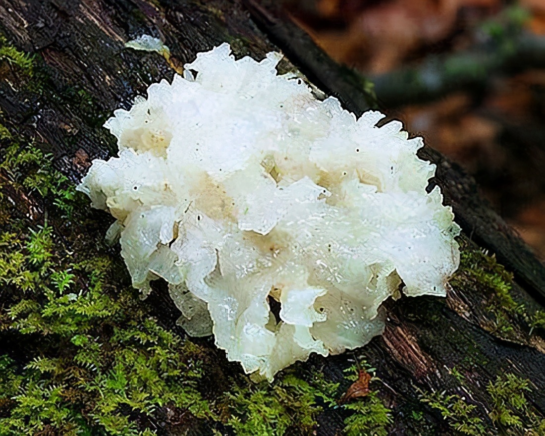 夏日美白面膜,夏日必备美白淡斑面膜