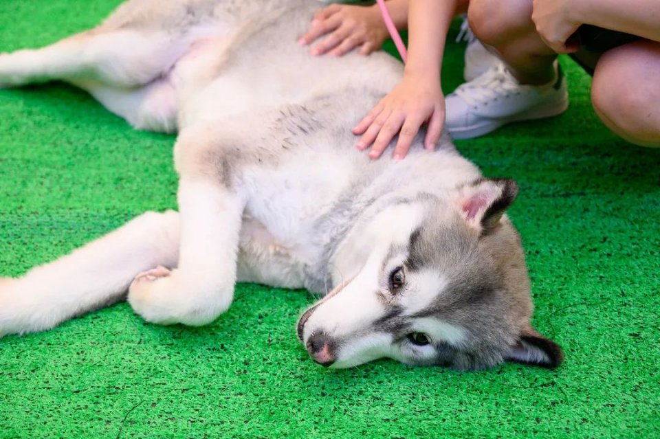 保利MALL 阿派领养日！有只萌宠在call你…