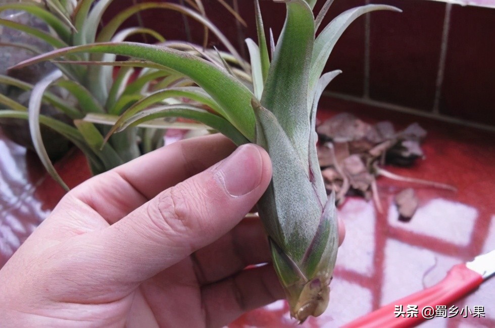 菠萝育苗繁殖方法,菠萝苗的栽培方法