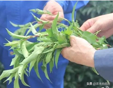 这种野草比辣椒还辣，过去酿酒离不开它，用它捕鱼更是一绝