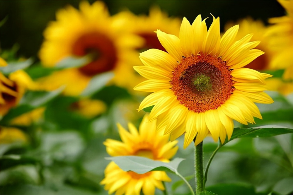 常见花卉养殖总汇,各种花卉植物养殖方法??