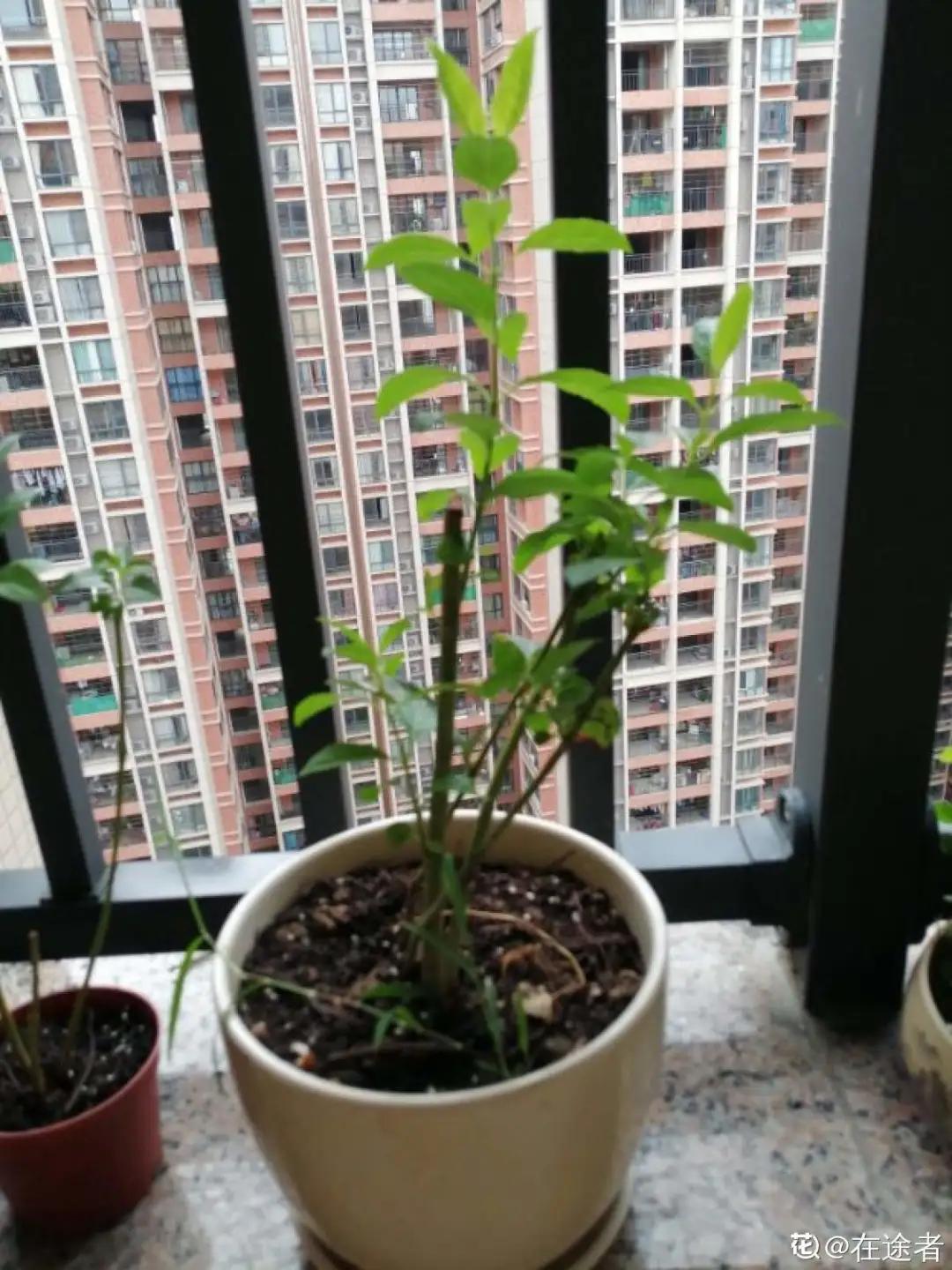 一根枝插土里就能成活的果树,大树枝直接插土里能活吗