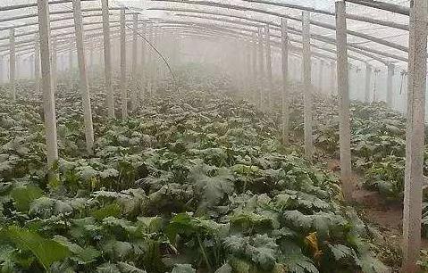 连阴天喷施什么肥,雨季喷施农药需注意的问题有哪些