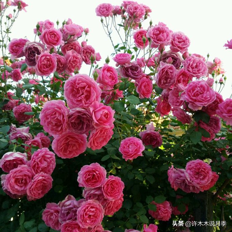 月季不停掉叶子怎么办？教你一招，光杆月季也能重新发芽开花。