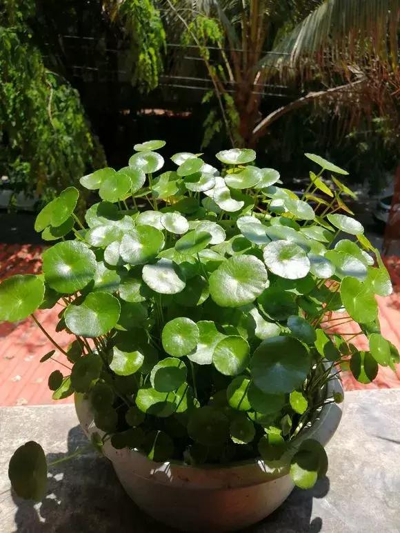 绿萝如何养才能活得更茂盛,养绿萝只需2个技巧