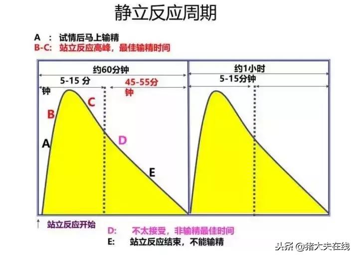 两张图告诉你母猪最佳配种时间,提高产仔数!
