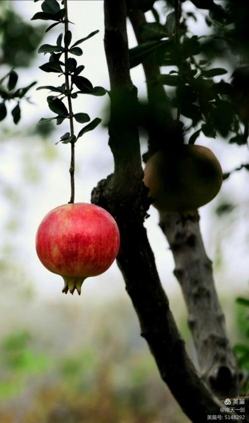 石榴一般几月份熟,石榴怎么判断熟了