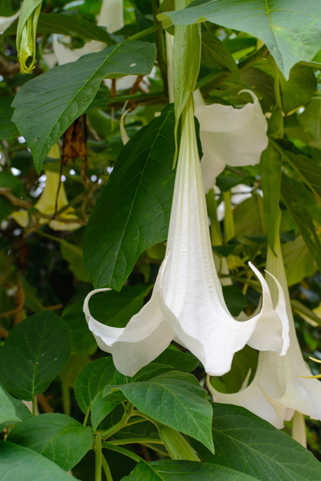 洋金花是曼陀罗吗,洋金花中药别名