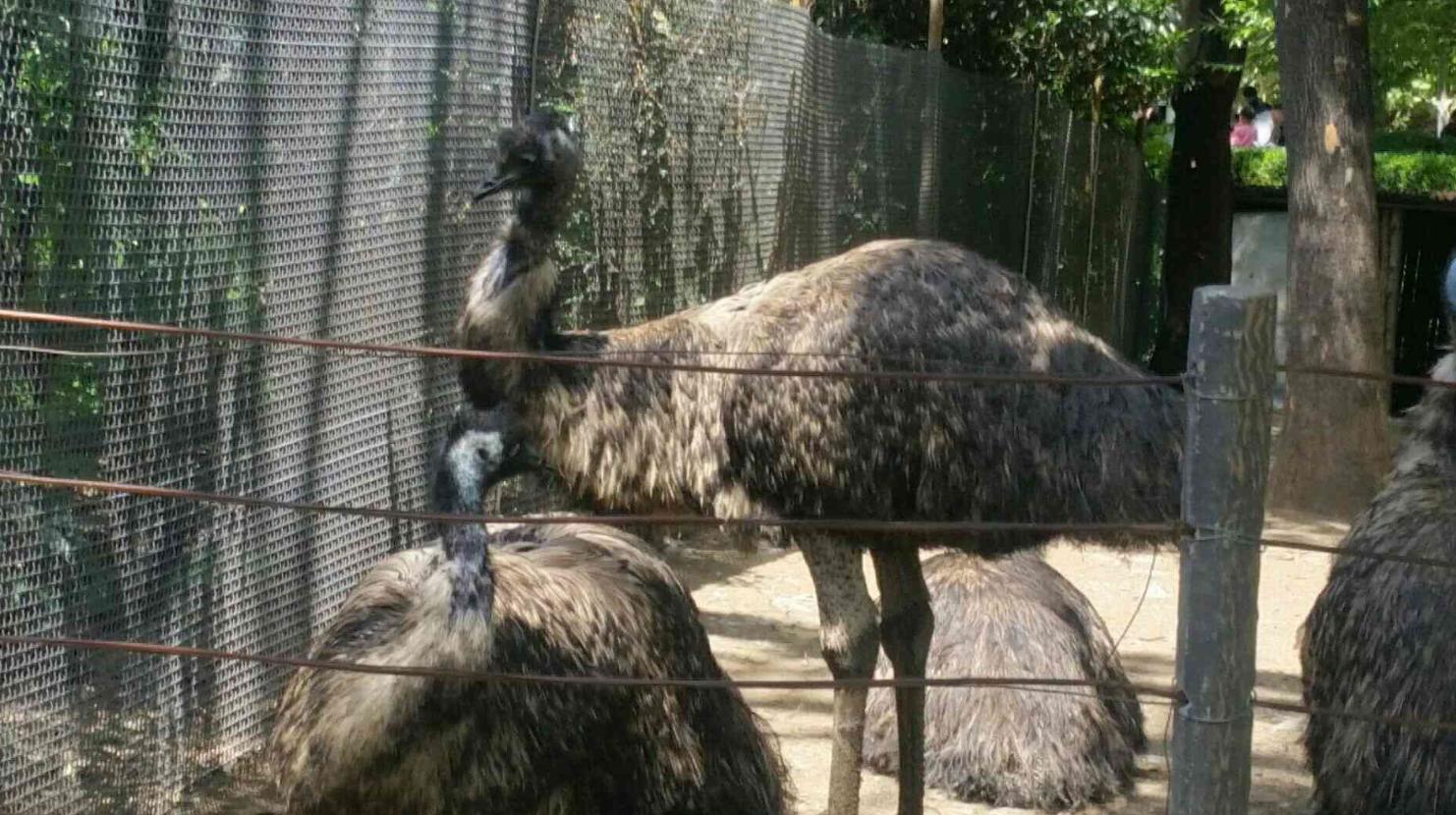登封野生动物园什么时候建,登封动物园最新规划
