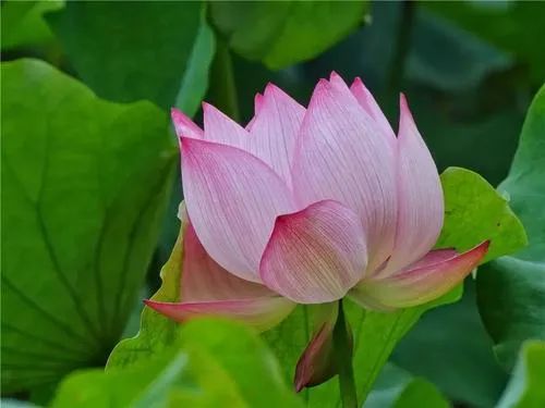 沈阳夏季赏荷旅游攻略,沈阳周边赏荷胜地