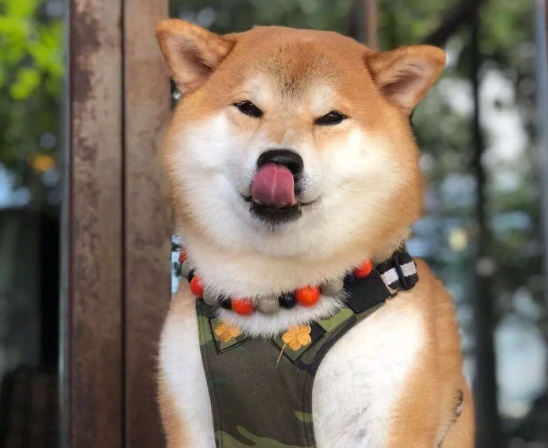 孕妇养狗狗要注意哪些,孕妇怀孕期间适合养狗吗