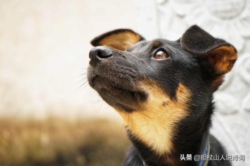 土狗尾巴朝上好不好,土狗尾巴向右卷有什么说法